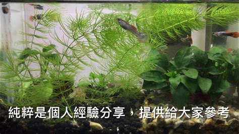 戶外缸適合養什麼魚|養魚先養水之戶外生態缸開缸需要多久才放魚及戶外養孔雀魚的秘。